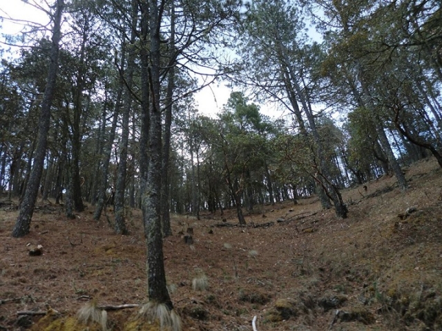 el parque